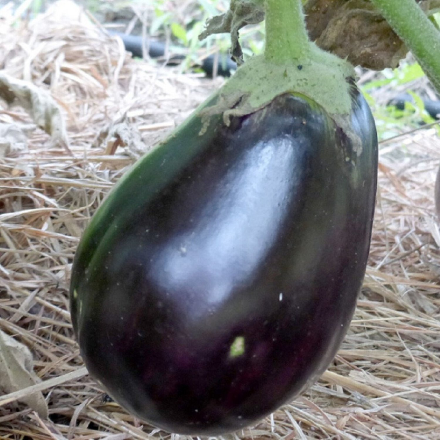 Black Beauty Eggplant Seeds Eggplant Seeds Garden Seeds