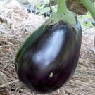 Black Beauty Eggplant Seeds Eggplant Seeds Garden Seeds