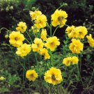 Geum Lady Stratheden Goldball 20 Flower Seeds