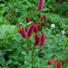 Sanguisorba Menziesii Burnet 10 Flower Seeds