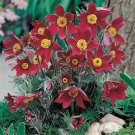Pulsatilla Vulgaris Rubra Rote Glocke Red 20 Pasque Flower Seeds