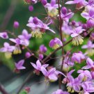 Thalictrum Delavayi Meadow Rue 15 Flower Seeds