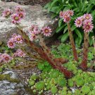 Hens And Chicks Sempervivum Montanum 50 Flower Seeds