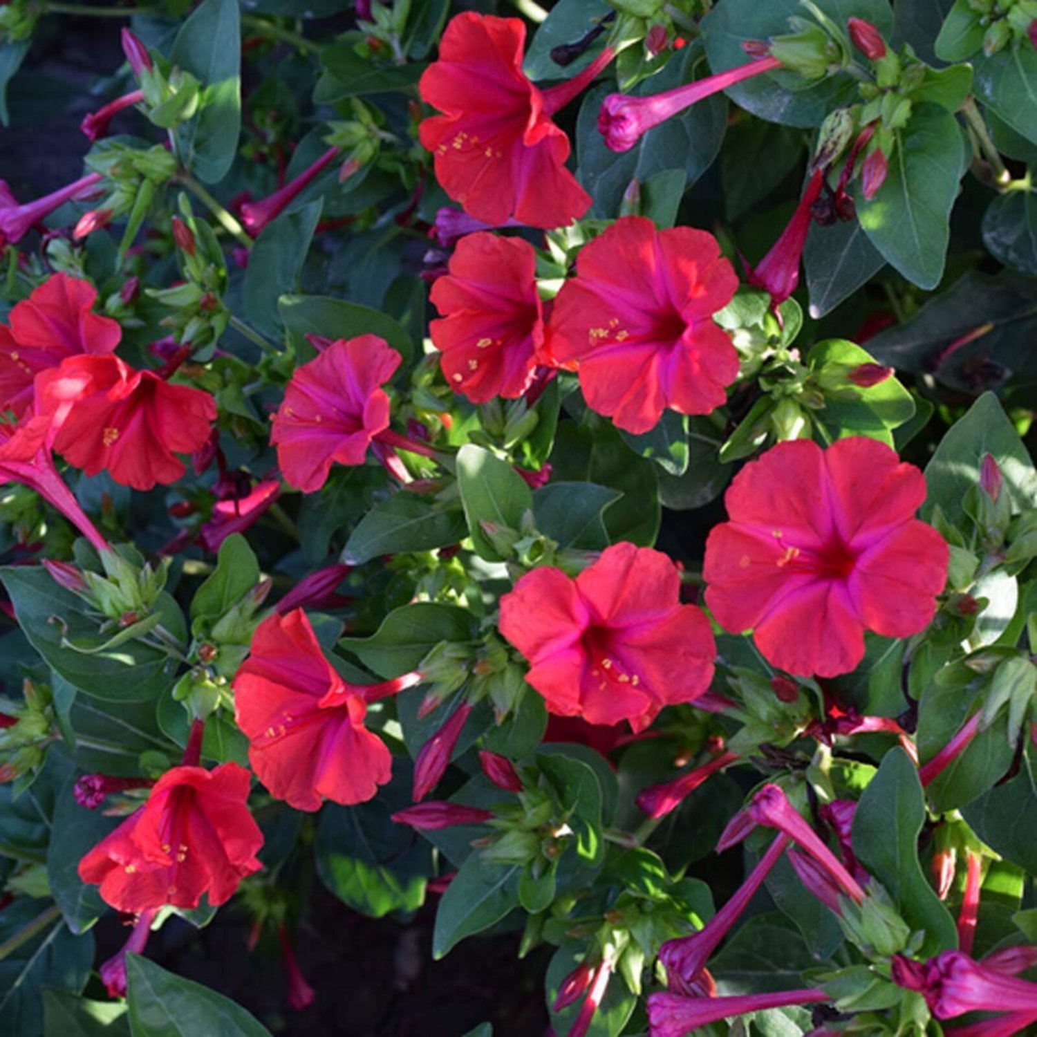 Four O&acirc;�� Clock Red Mirabilis Jalapa 35 Flower Seeds