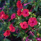 Four O’ Clock Red Mirabilis Jalapa 35 Flower Seeds