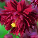 Columbine Bordeaux Barlow Aquilegia Vulgaris 15 Flower Seeds