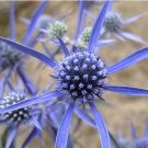 Sea Holly Amethyst Eryngium Amethystinum 25 Flower Seeds