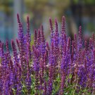 Salvia Nemerosa Violet Queen 20 Flower Seeds