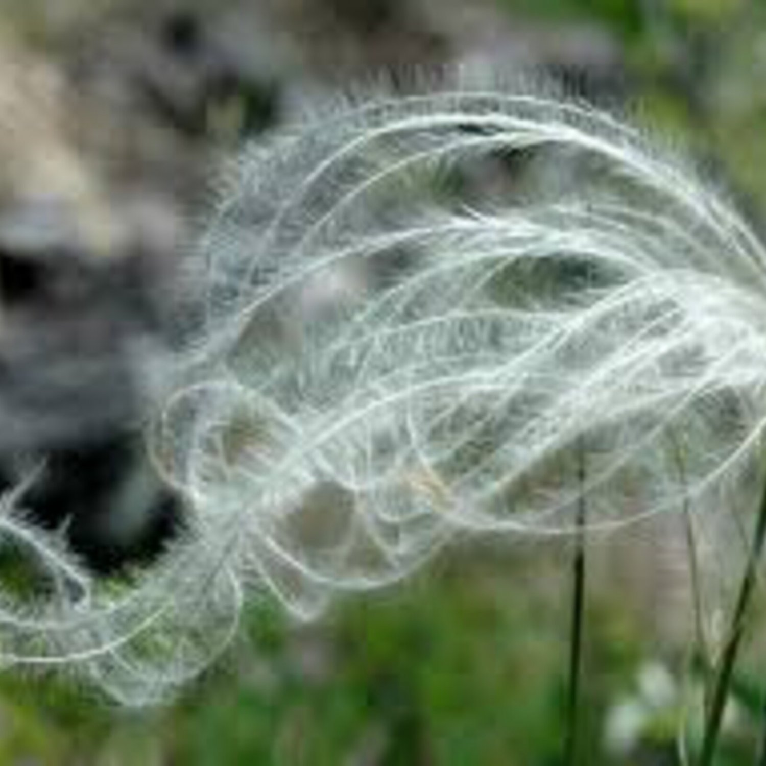 Stipa Ichu Peruvian Feather Grass 15 Ornamental Grass Seeds