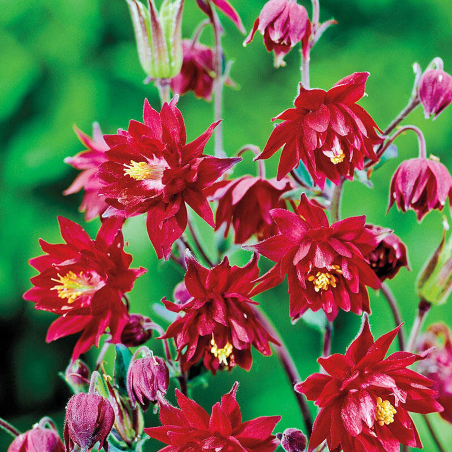 Columbine Ruby Port Aquilegia Vulgaris 20 Flower Seeds