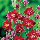 Columbine Ruby Port Aquilegia Vulgaris 20 Flower Seeds
