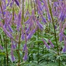 Veronicastrum Sibiricum Culver’S Root 50 Flower Seeds