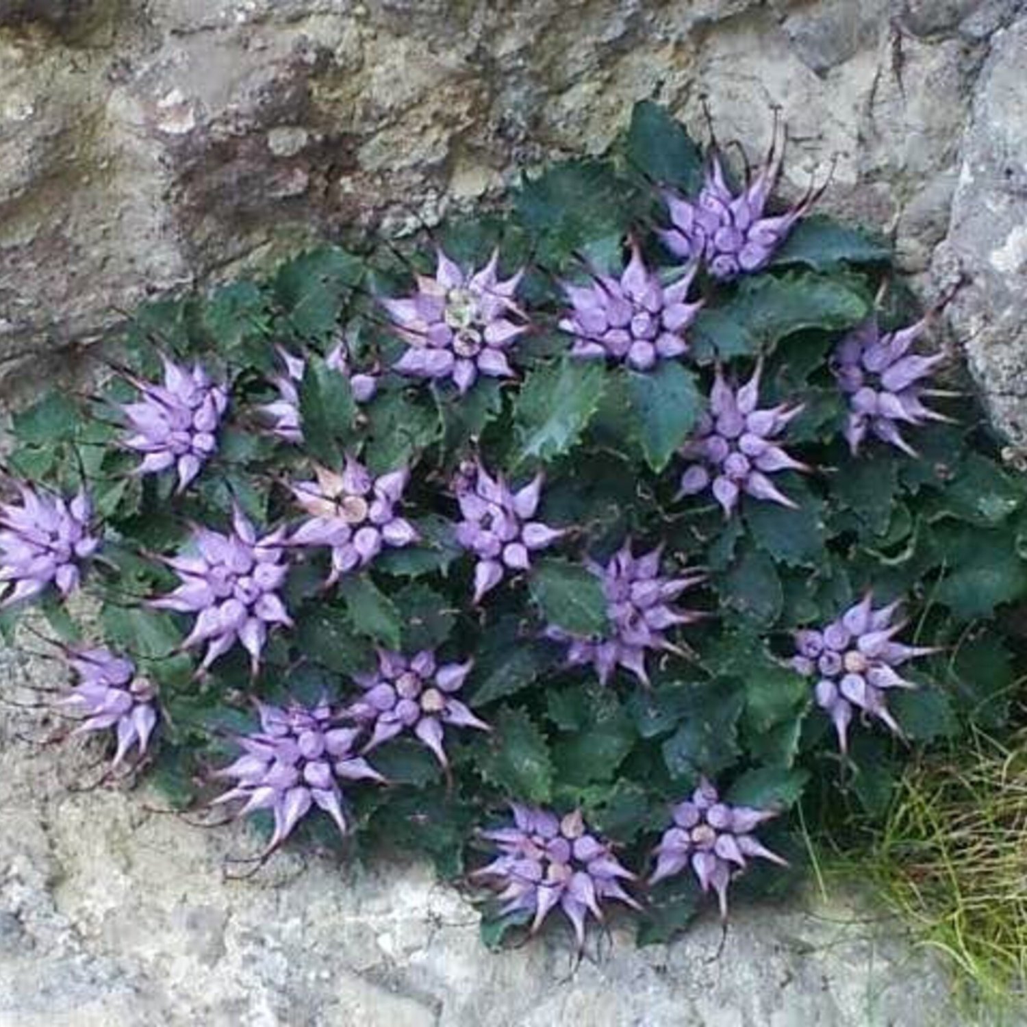 Tufted Horned Rampion Physoplexis Comosa, Aka Devil&acirc;��S Claw 10 Flower Seeds