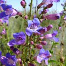 Penstemon Spectabilis Royal Beardtongue 25 Flower Seeds