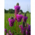 Purple Prairie Clover Dalea Purpurea 100 Flower Seeds