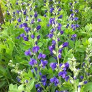 Baptisia Australis Blue Wild Indigo 15 Flower Seeds
