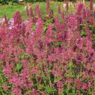 Agastache Cana Heather Queen Hummingbird Mint 25 Flower Seeds