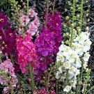 Verbascum Phoeniceum Shades Of Summer 75 Flower Seeds