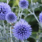Echinops Ritro Platinum Blue Globe Thistle 15 Flower Seeds