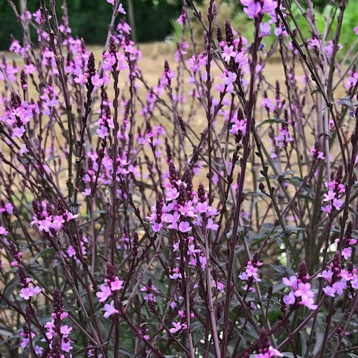 Verbena Officinalis Var. Grandiflora Bampton Purple-Leaved Vervain 30 Flower Seeds