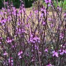 Verbena Officinalis Var. Grandiflora Bampton Purple-Leaved Vervain 30 Flower Seeds