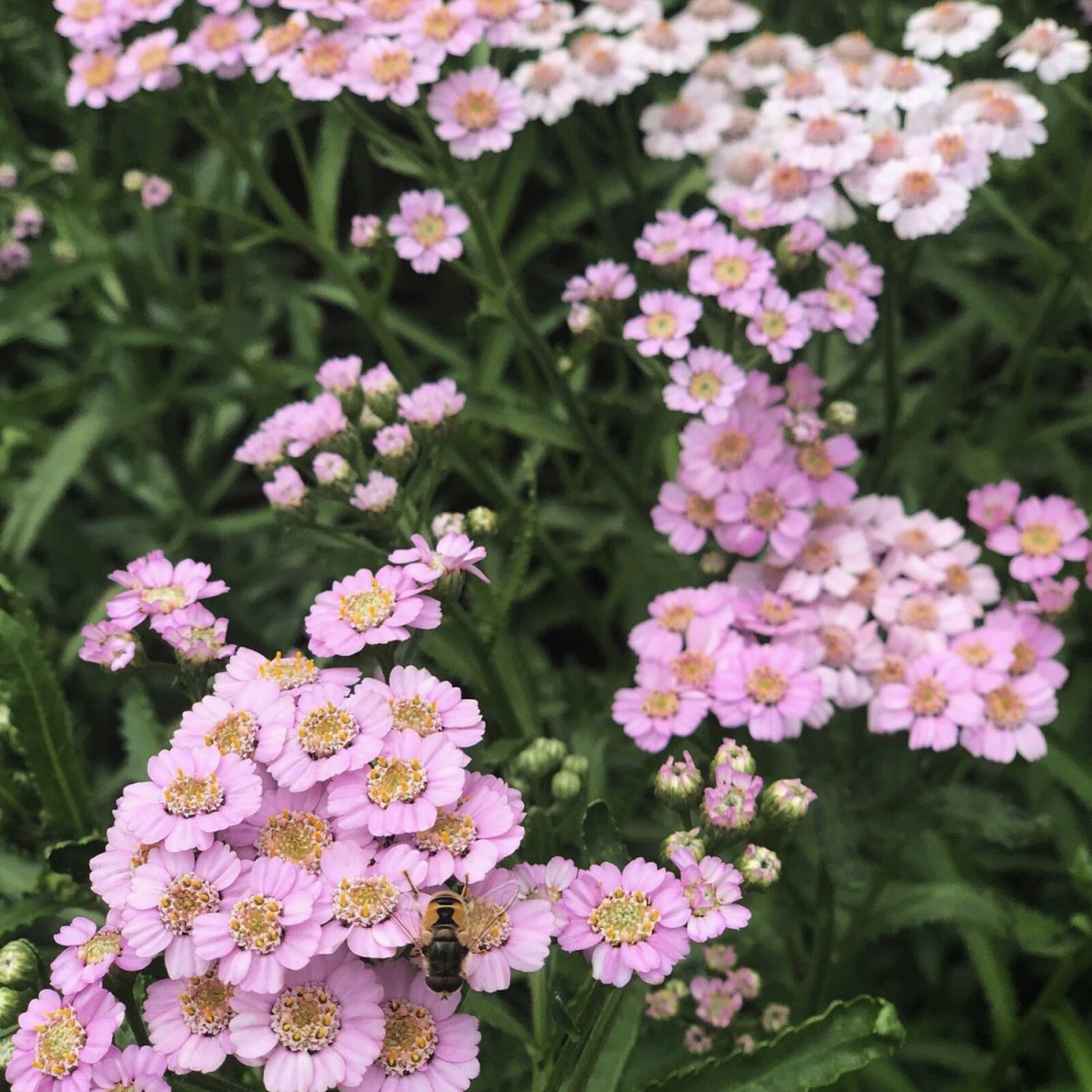 Achillea Sibirica Love Parade Yarrow 30 Flower Seeds