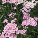 Achillea Sibirica Love Parade Yarrow 30 Flower Seeds