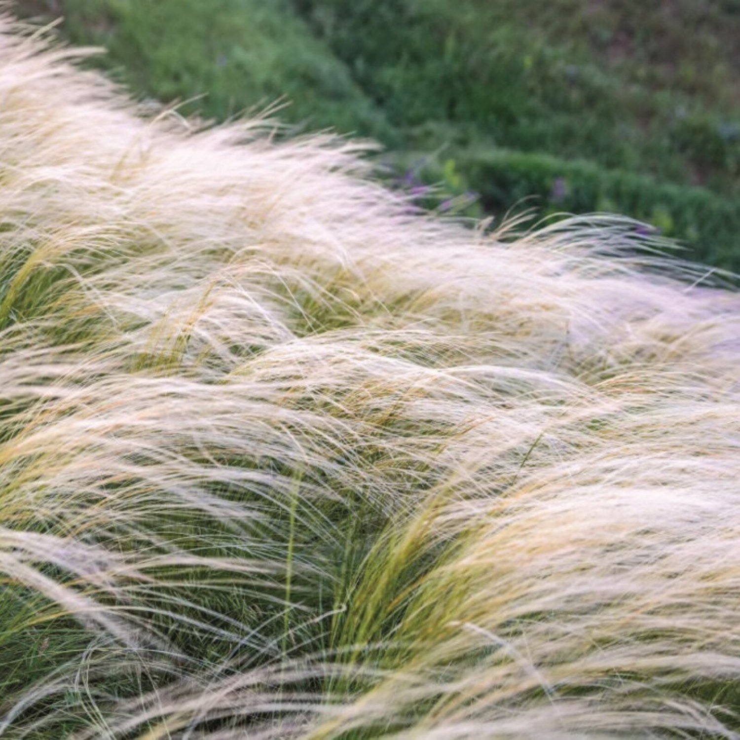 Stipa Tenuissima Pony Tails Mexican Feather Grass 25 Ornamental Grass Seeds