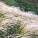 Stipa Tenuissima Pony Tails Mexican Feather Grass 25 Ornamental Grass Seeds