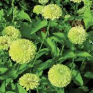 Zinnia Queeny Lime 25 Flower Seeds