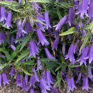 Campanula Tommasiniana Bell Flower 50 Flower Seeds