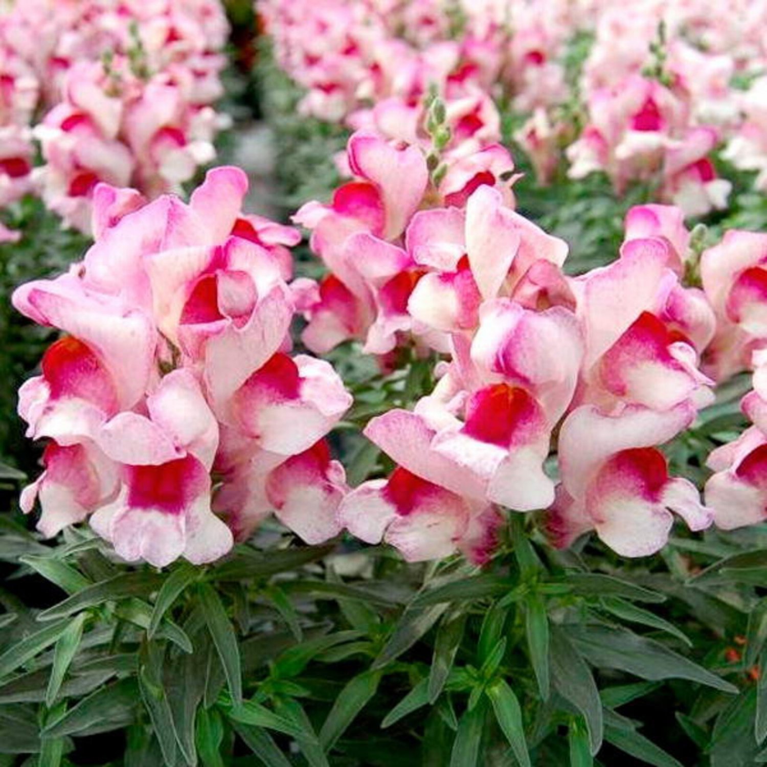Snapdragon Snappy Orchid 35 Flower Seeds