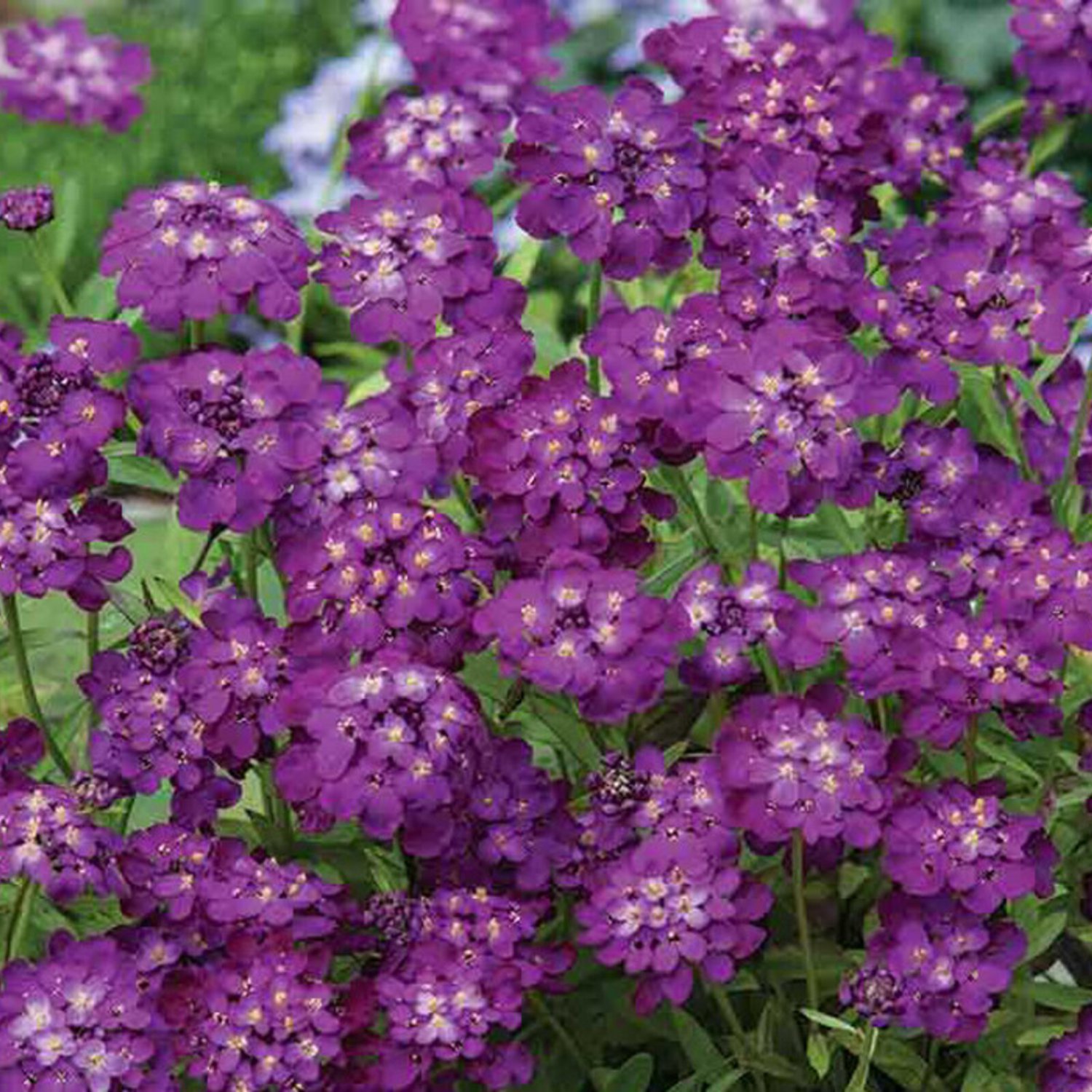 Candytuft Purple Rain 25 Flower Seeds