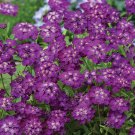 Candytuft Purple Rain 25 Flower Seeds