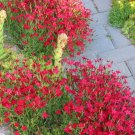 Dianthus Flashing Light 50 Flower Seeds