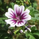 Malva Sylvestris Zebrina 20 Flower Seeds