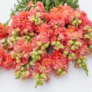 Snapdragon Madame Butterfly Bronze With White Antirrhinum 20 Flower Seeds