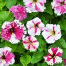 Petunia Fimbriata Karkulka 20 Flower Seeds