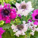 Petunia Superbissima Cerny’S Triumph Mix 25 Flower Seeds
