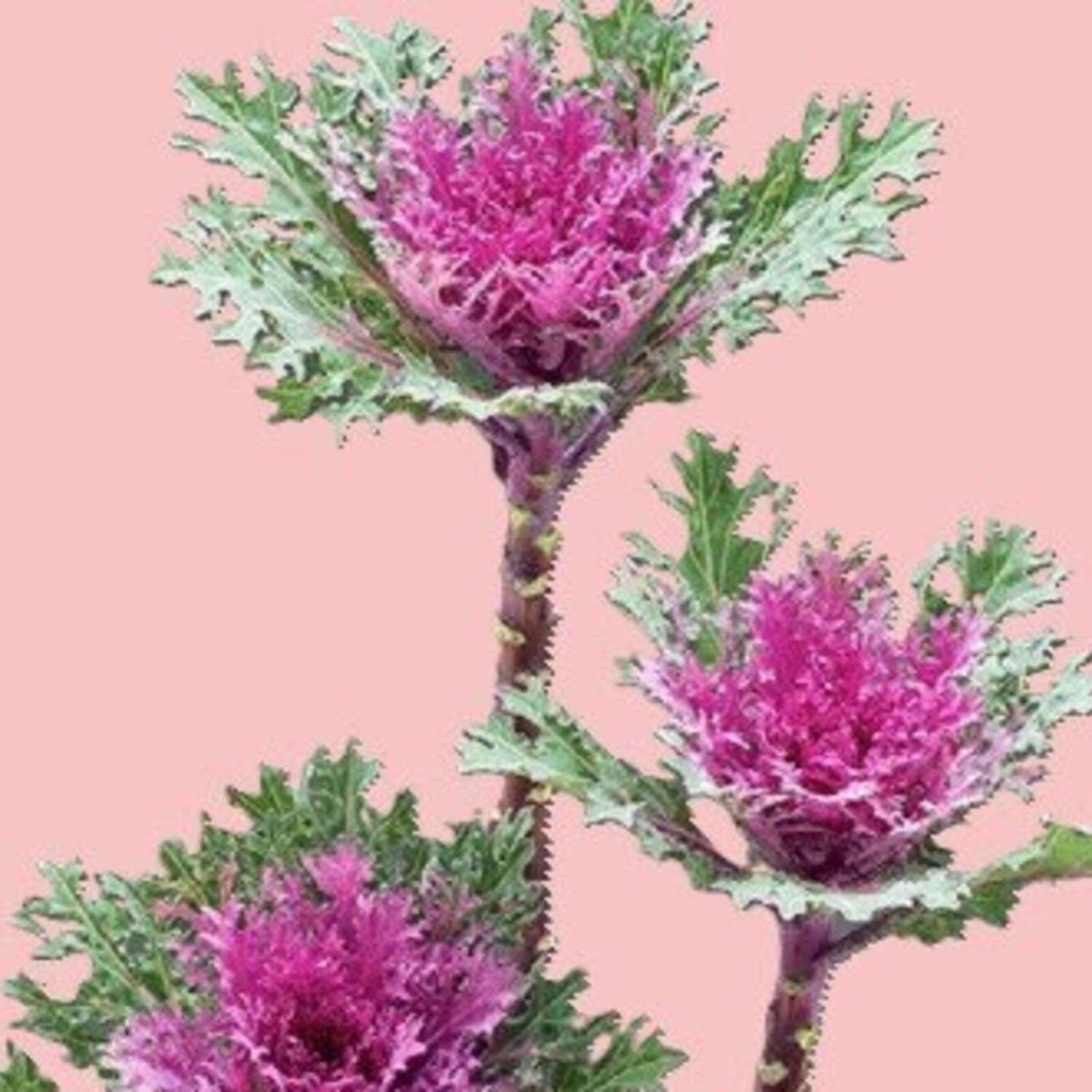 Flowering Kale Crane Feather Mix 5 Flower Seeds