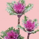 Flowering Kale Crane Feather Mix 5 Flower Seeds
