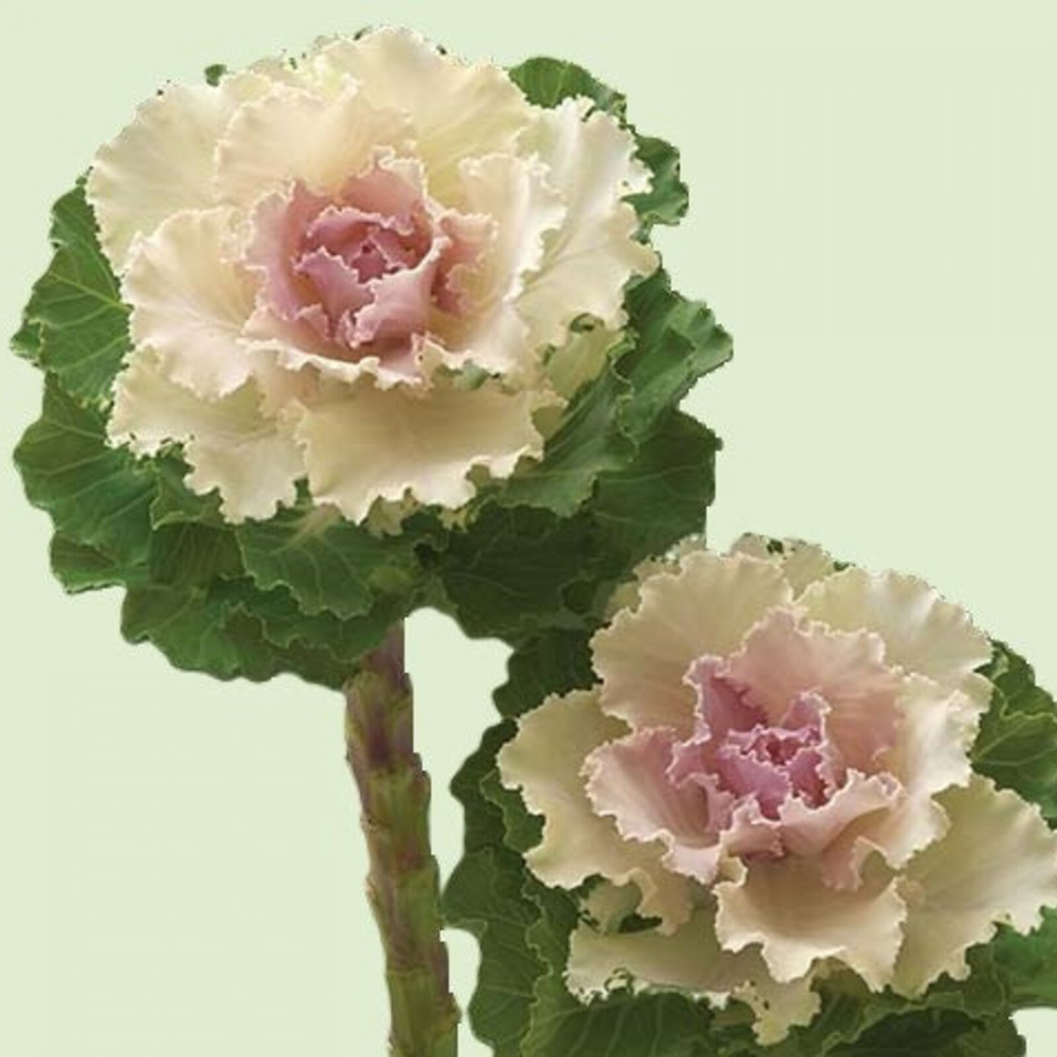 Flowering Kale Crane Ruffle Bicolor 25 Flower Seeds