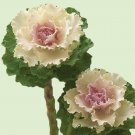 Flowering Kale Crane Ruffle Bicolor 25 Flower Seeds
