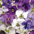 Viola Sorority Sisters 20 Flower Seeds
