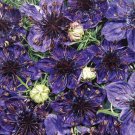Nigella Papillosa Midnight Love-In-A-Mist 50 Flower Seeds