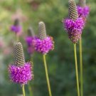 Dalea Purpureum Stephanie Purple Prairie Clover 25 Flower Seeds