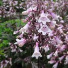 Penstemon Digitalis Mystica Beardtongue 15 Flower Seeds
