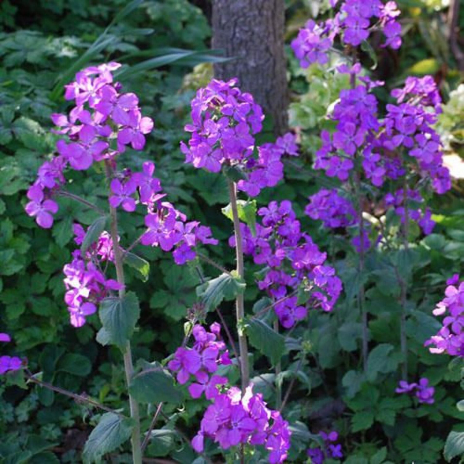 Lunaria Silver Dollar Violet Lunaria Biennis 30 Flower Seeds