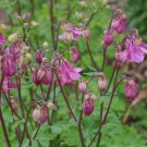 Columbine Heidi Aquilegia Vulgaris 20 Flower Seeds