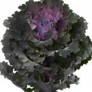 Flowering Kale Black Angel 5 Flower Seeds